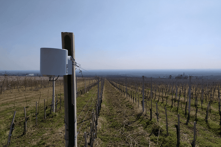 Digitization of grape and wine production