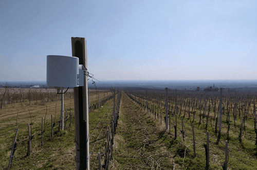 Digitization of grape and wine production